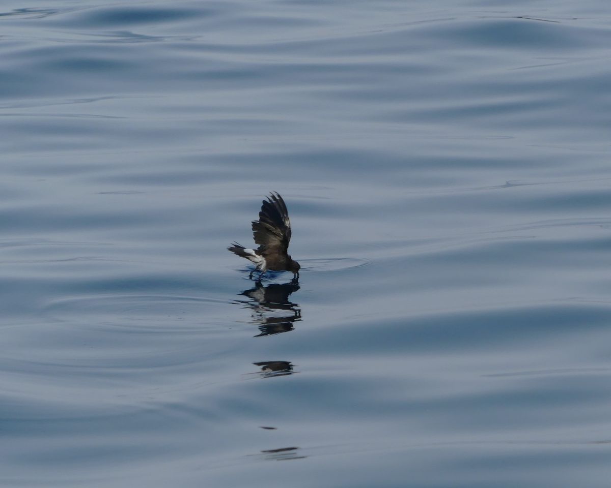 Wilson's storm petrel on the water