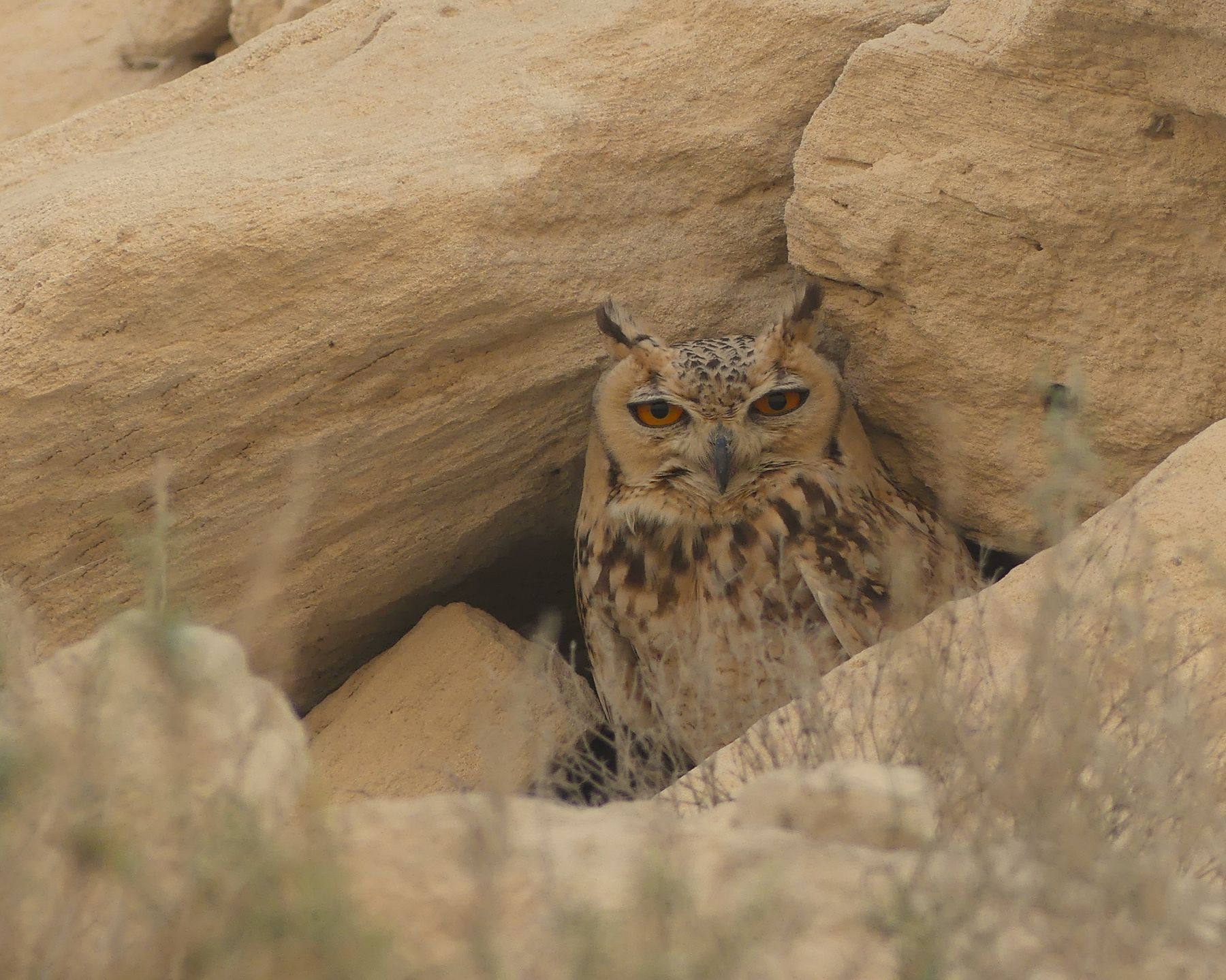 Desert eagle-owl roosting among rocks